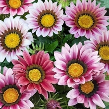 Газания (гацания) Африка Фламинго