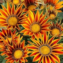 Газания (гацания) Африка Сафари