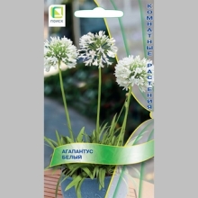 Агапантус Белый