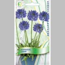 Агапантус Синий