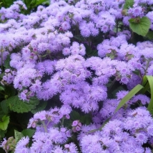 Агератум Кона F1 Блю (мексиканский)
