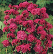 Агератум Красный букет