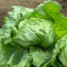 Салат Айсберг Русский размер