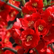 Айва Малиновая Радость японская (большой пакет)