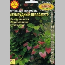 Актинидия Изумрудный перламутр (коломикта)