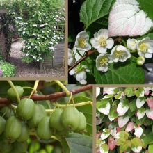 Актинидия Изумрудный перламутр (коломикта)