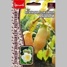 Актинидия полигамная Мататаби (большой пакет)