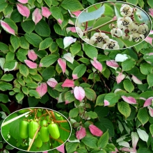 Актинидия коломикта