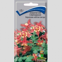 Аквилегия Кораллово-жёлтая звезда (гибридная)