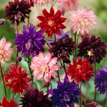 Аквилегия Испанское кружево смесь