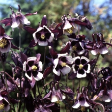 Аквилегия Вильям Гинесс