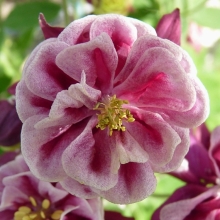 Аквилегия Винки Дабл Роуз Вайт