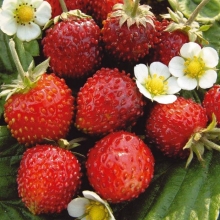 Земляника Александрина