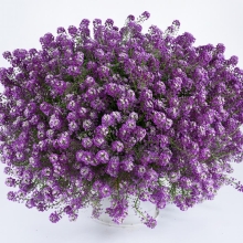 Алиссум Лавандовый Кристалл