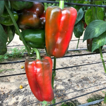 Перец Алкмар F1