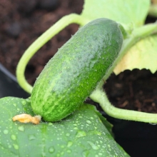 Огурец Алпака F1