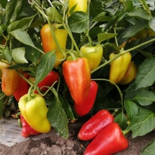Перец Алтайский Плодовитый