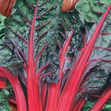 Мангольд Алый