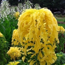 Амарант Жёлтый осьминог (трехцветный)