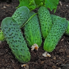 Огурец Амарок F1