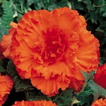 Бегония Америгибрид гофрированная F1 Мандарин Оранж