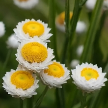 Аммобиум Крупноцветковый крылатый