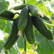 Огурец Амур F1