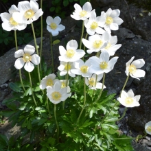 Анемона Лесная (большой пакет)