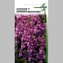 Ангелония Серенита F1 Фиолетовая