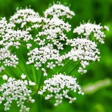 Анис Капли Датского короля