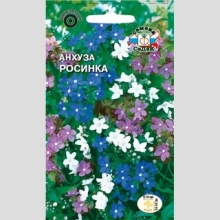 Анхуза Росинка (капская карликовая)