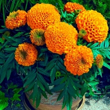 Бархатцы Антигуа F1 Оранж