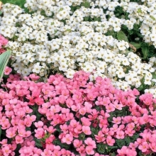 Арабис Персидский ковер