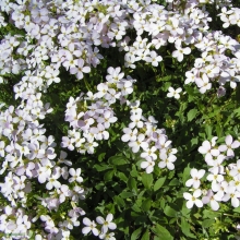 Арабис Снежный Ковер