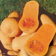 Тыква Арахисовое масло