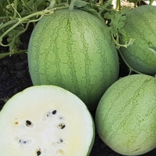 Арбуз Емеля