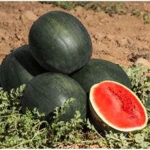 Арбуз Огонек