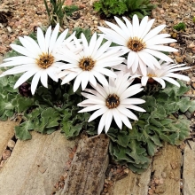 Арктотис Белый танец