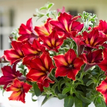 Петуния Комплиментуния F1 Арлекино