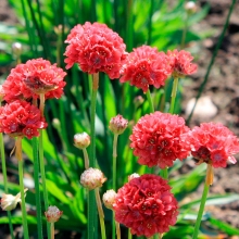 Армерия Балерина красная