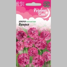 Армерия Валерия (приморская)