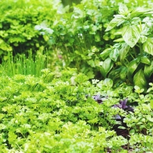 Набор семян Армянские травы 5 пакетов (б/п)