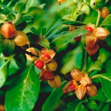 Ашваганда (Индийский Женьшень) (большой пакет)