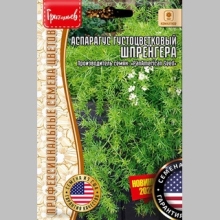 Аспарагус Шпренгера густоцветковый (большой пакет)