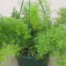 Аспарагус Робот кистистый