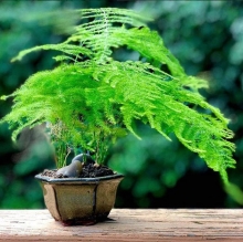 Шатавари (Аспарагус) Setaceus карликовый (большой пакет)