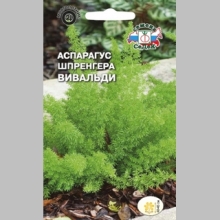 Аспарагус Вивальди (Шпренгера)