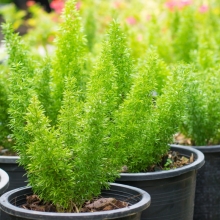 Аспарагус Вивальди (Шпренгера)