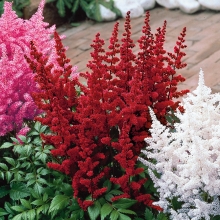 Астильба Королевская смесь