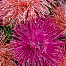 Астра Алиса смесь